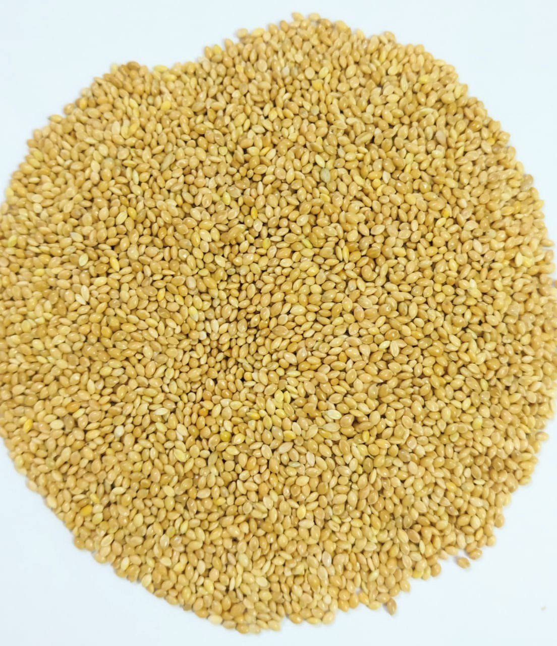 Yellow Proso Millet